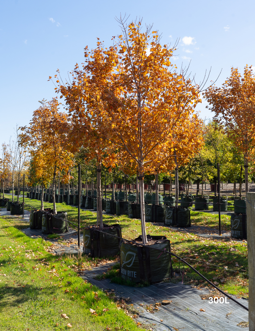 Acer rubrum 'Autumn Red' - Canadian Maple