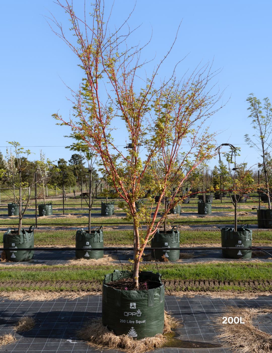 Acer palmatum Sango Kaku 'Senkaki' - Japanese Maple - Evergreen Trees Direct