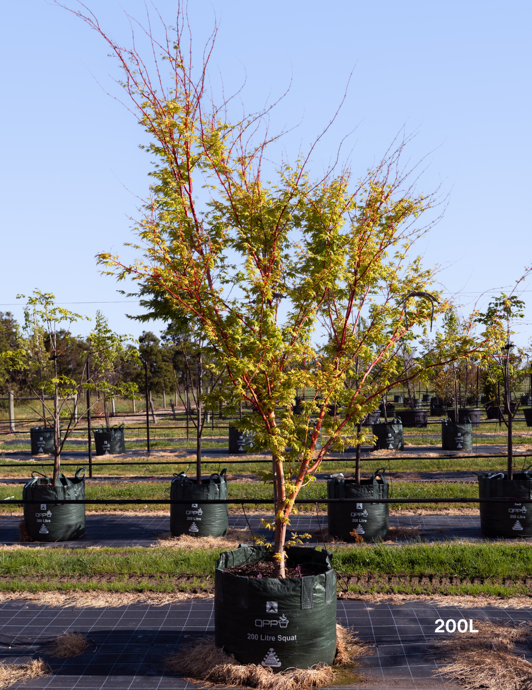 Acer palmatum Sango Kaku 'Senkaki' - Japanese Maple - Evergreen Trees Direct