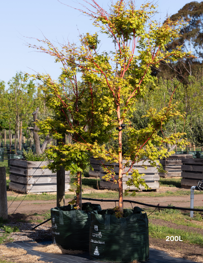 Acer palmatum Sango Kaku 'Senkaki' - Japanese Maple - Evergreen Trees Direct