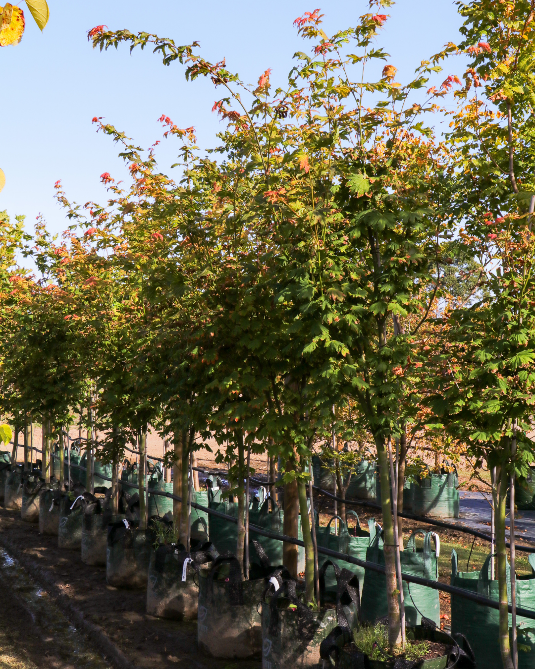 Acer vitifolium - Grape-leaved Maple