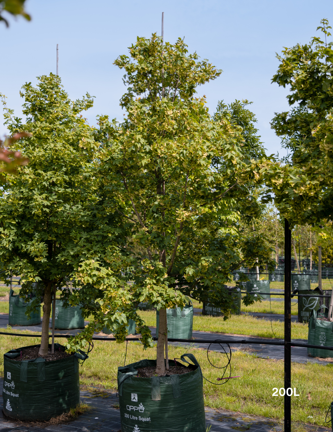Acer truncatum x A. platanoides 'Warrenred' Pacific Sunset - Evergreen Trees Direct