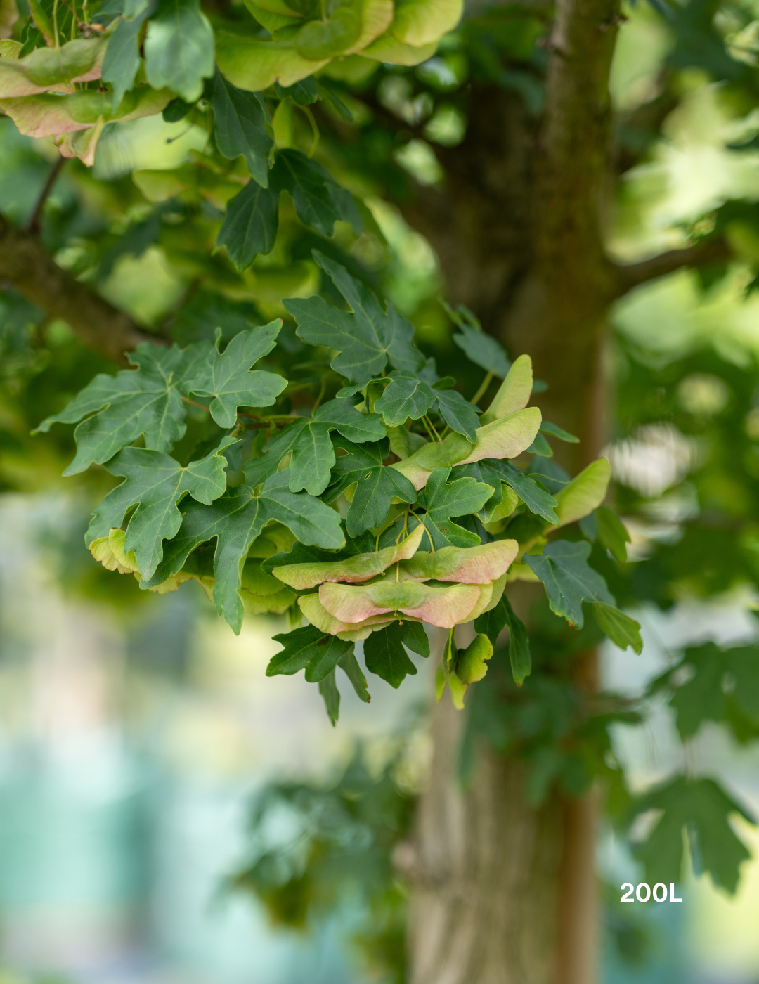 Acer truncatum x A. platanoides 'Warrenred' Pacific Sunset - Evergreen Trees Direct