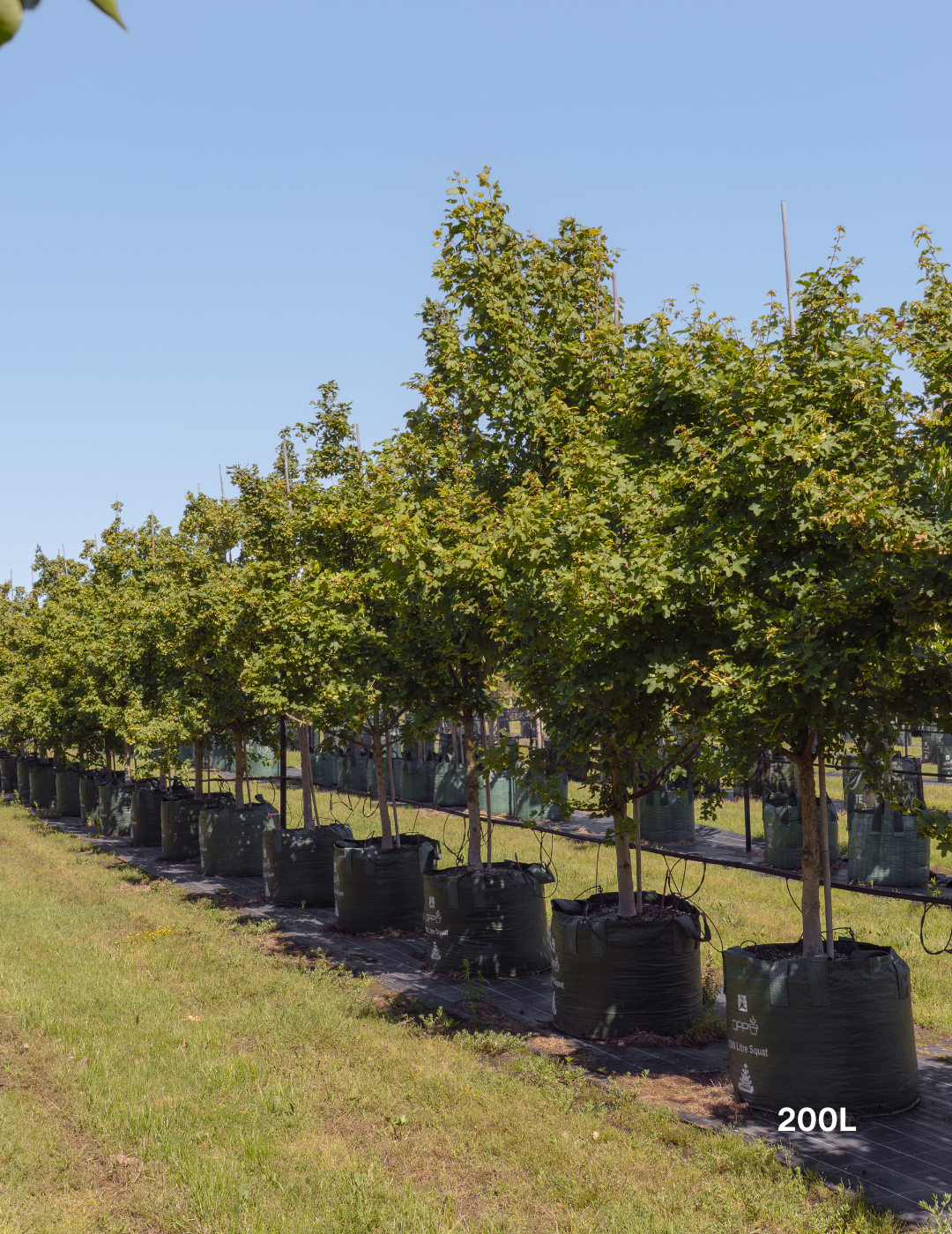 Acer truncatum x A. platanoides 'Warrenred' Pacific Sunset - Evergreen Trees Direct