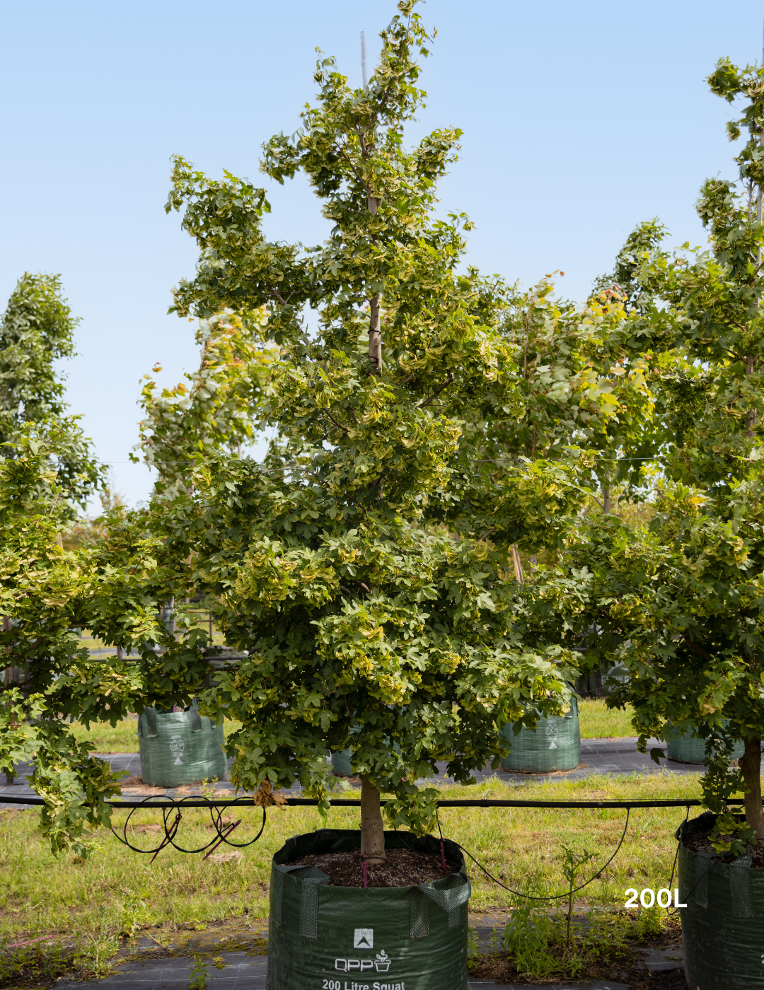 Acer truncatum x A. platanoides 'Warrenred' Pacific Sunset - Evergreen Trees Direct