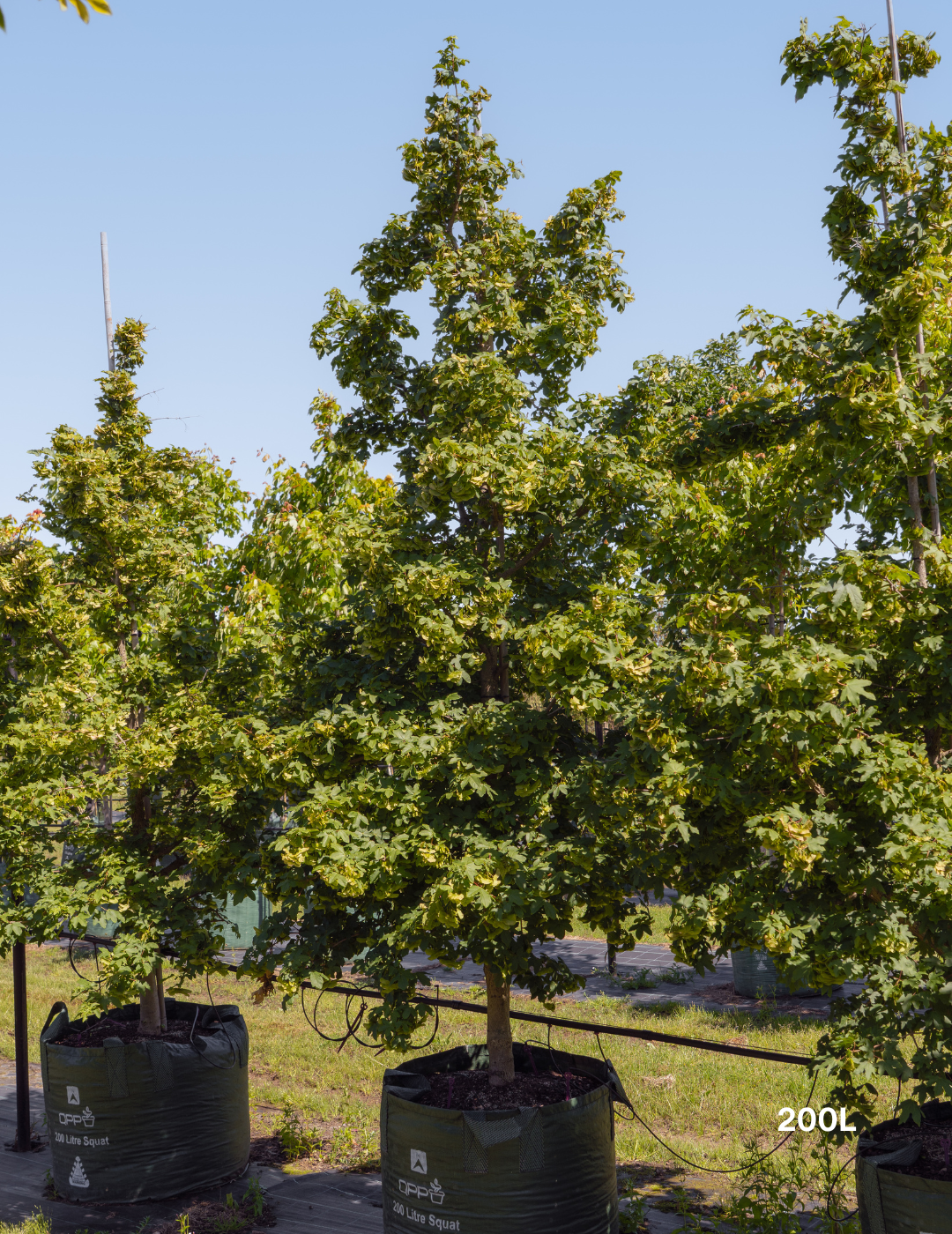 Acer truncatum x A. platanoides 'Warrenred' Pacific Sunset - Evergreen Trees Direct