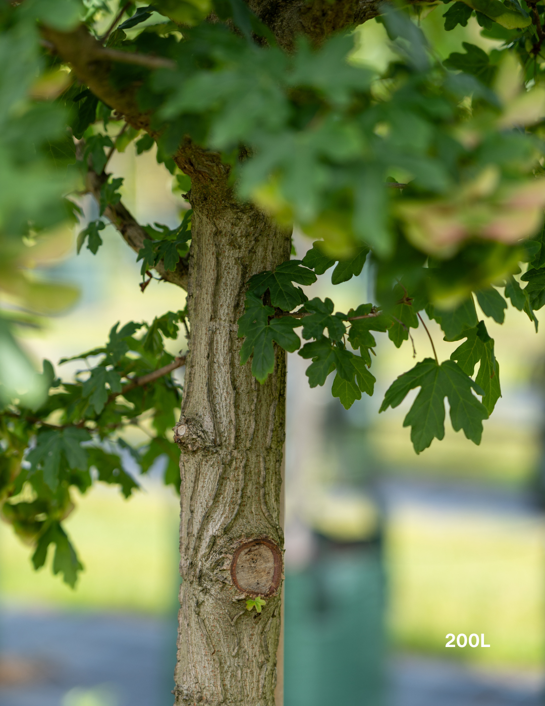 Acer truncatum x A. platanoides 'Warrenred' Pacific Sunset