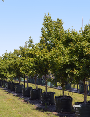 Acer truncatum x A. platanoides 'Warrenred' Pacific Sunset - Evergreen Trees Direct