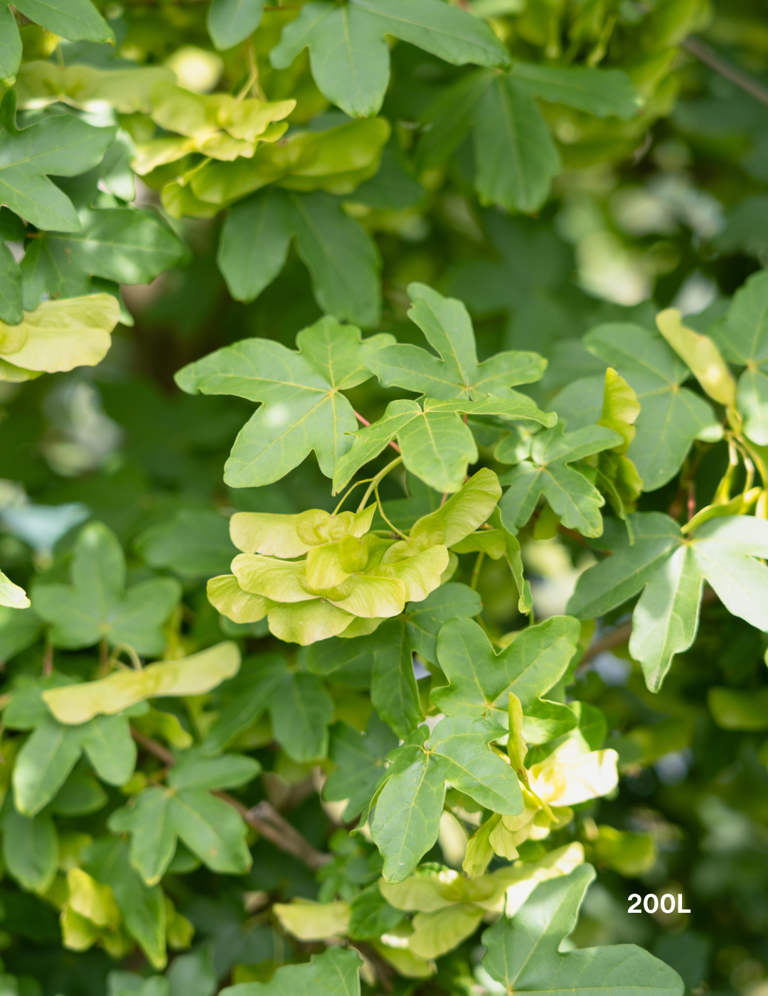 Acer truncatum x A. platanoides 'Warrenred' Pacific Sunset - Evergreen Trees Direct
