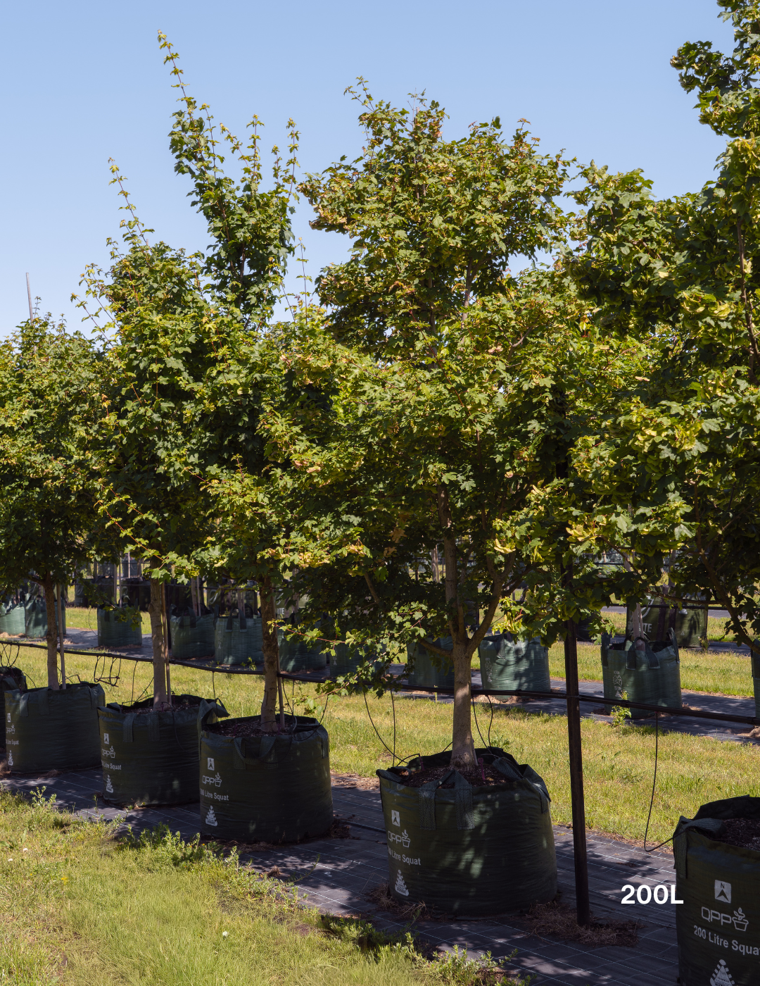 Acer truncatum x A. platanoides 'Warrenred' Pacific Sunset - Evergreen Trees Direct