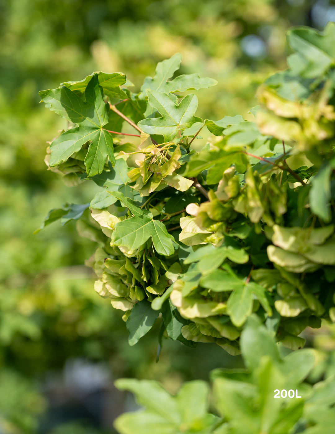 Acer truncatum x A. platanoides 'Warrenred' Pacific Sunset - Evergreen Trees Direct