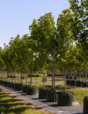 Acer truncatum x A. platanoides 'Warrenred' Pacific Sunset