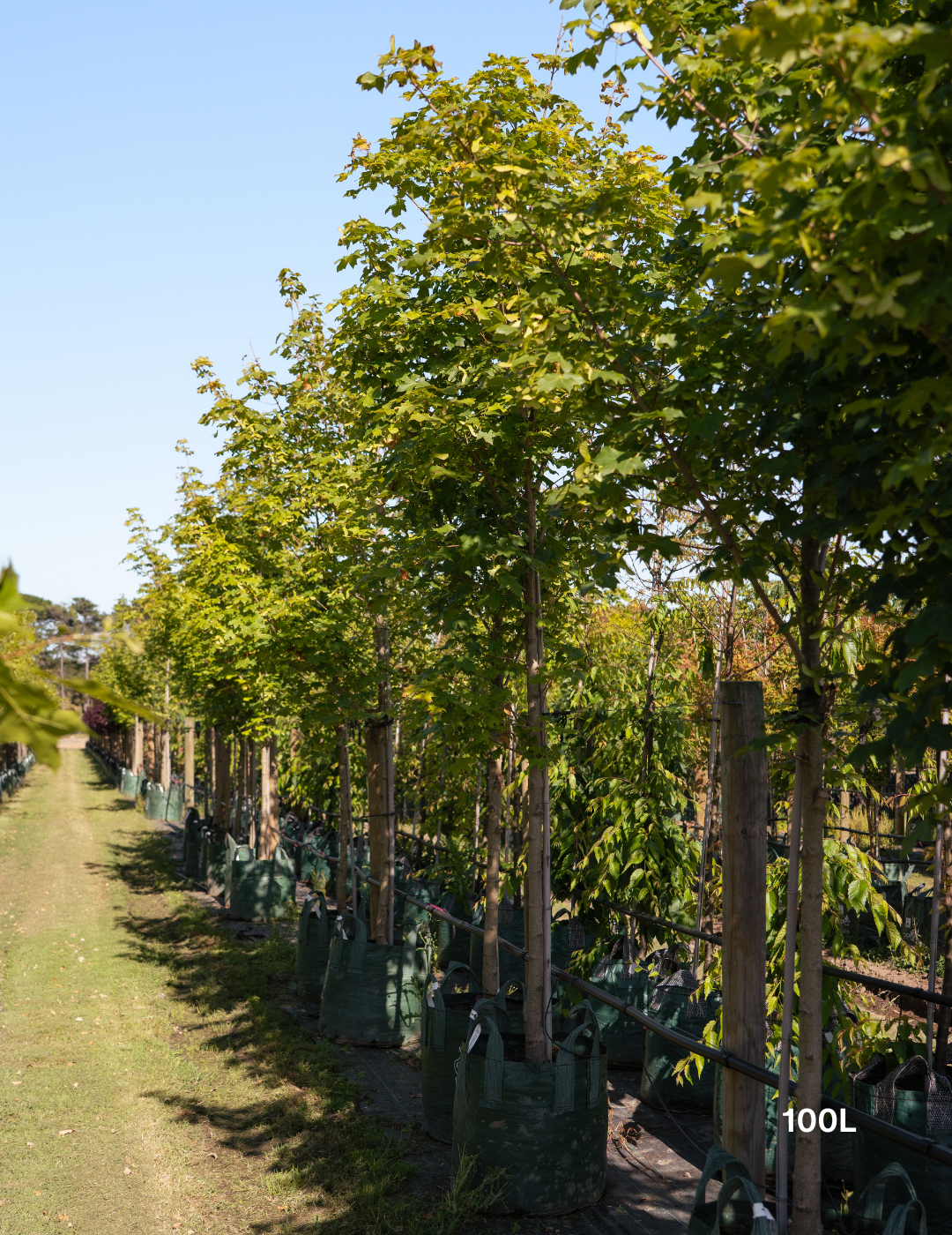 Acer truncatum x A. platanoides 'Warrenred' Pacific Sunset - Evergreen Trees Direct