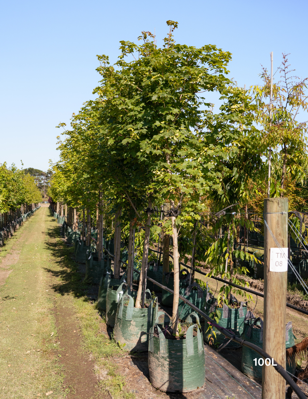 Acer truncatum x A. platanoides 'Warrenred' Pacific Sunset - Evergreen Trees Direct