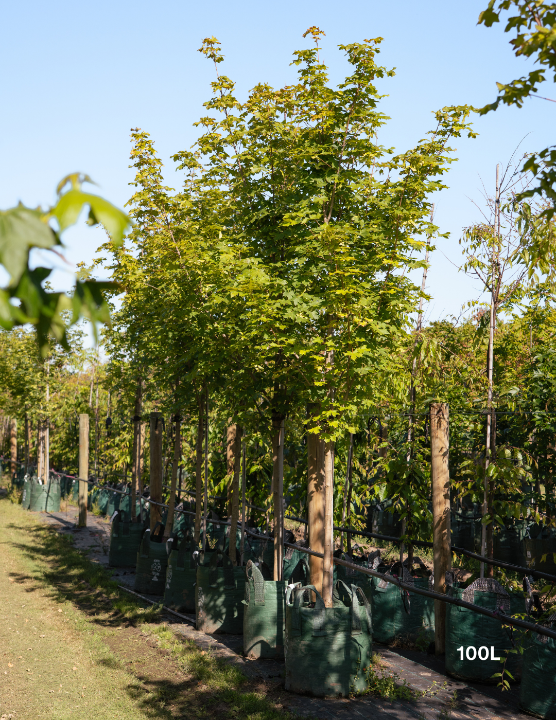 Acer truncatum x A. platanoides 'Warrenred' Pacific Sunset - Evergreen Trees Direct