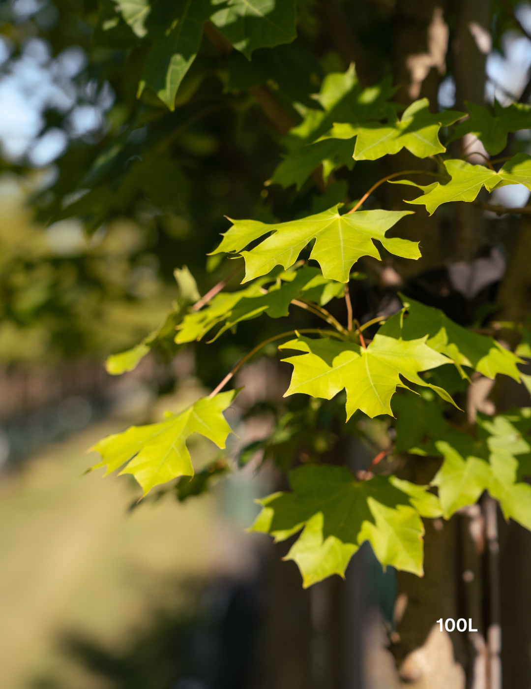 Acer truncatum x A. platanoides 'Warrenred' Pacific Sunset - Evergreen Trees Direct