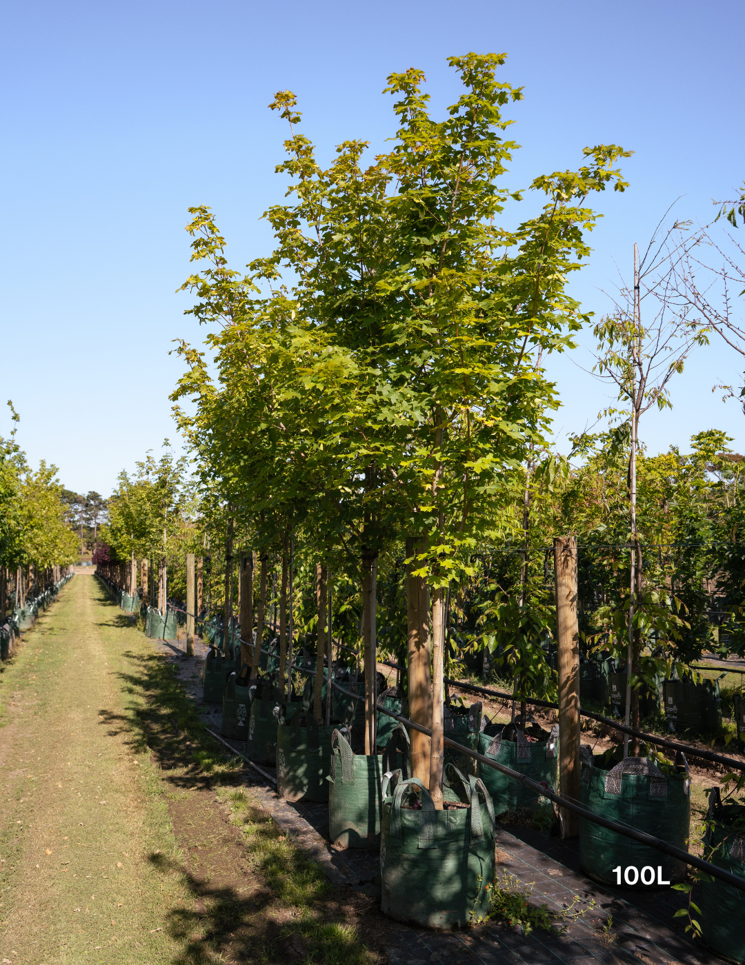 Acer truncatum x A. platanoides 'Warrenred' Pacific Sunset - Evergreen Trees Direct