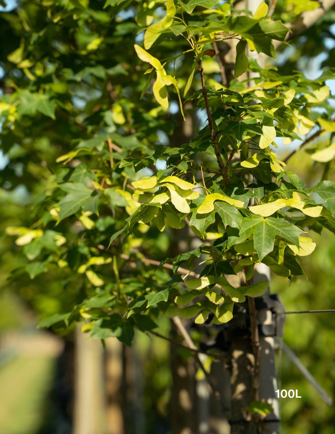 Acer truncatum x A. platanoides 'Warrenred' Pacific Sunset - Evergreen Trees Direct