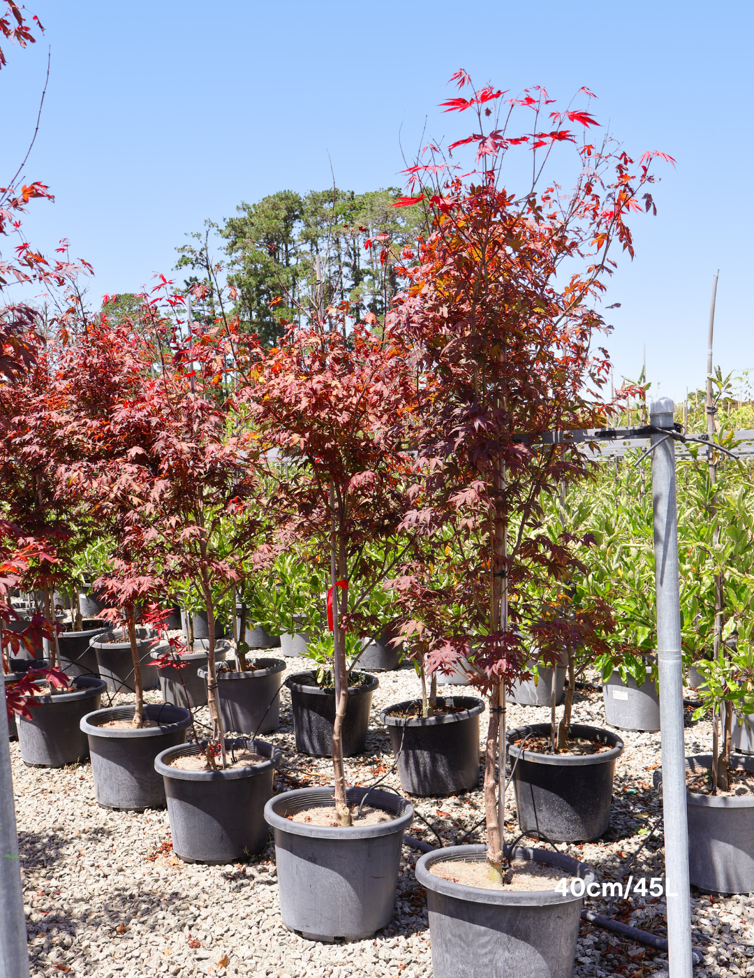 Acer palmatum 'Atropurpureum' - Japanese Maple