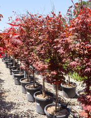 Acer palmatum 'Atropurpureum' Japanese Maple