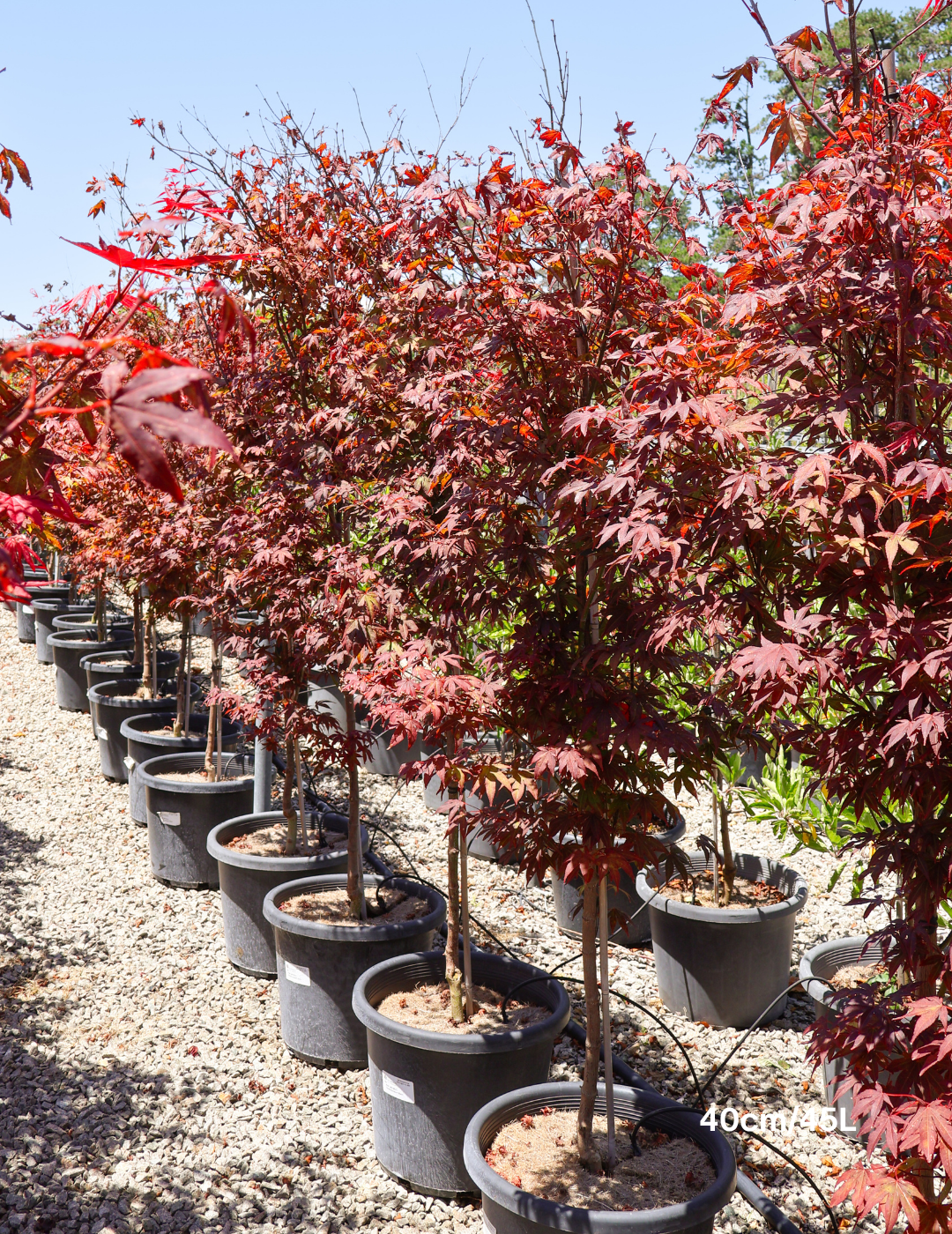 Acer palmatum 'Atropurpureum' - Japanese Maple - Evergreen Trees Direct