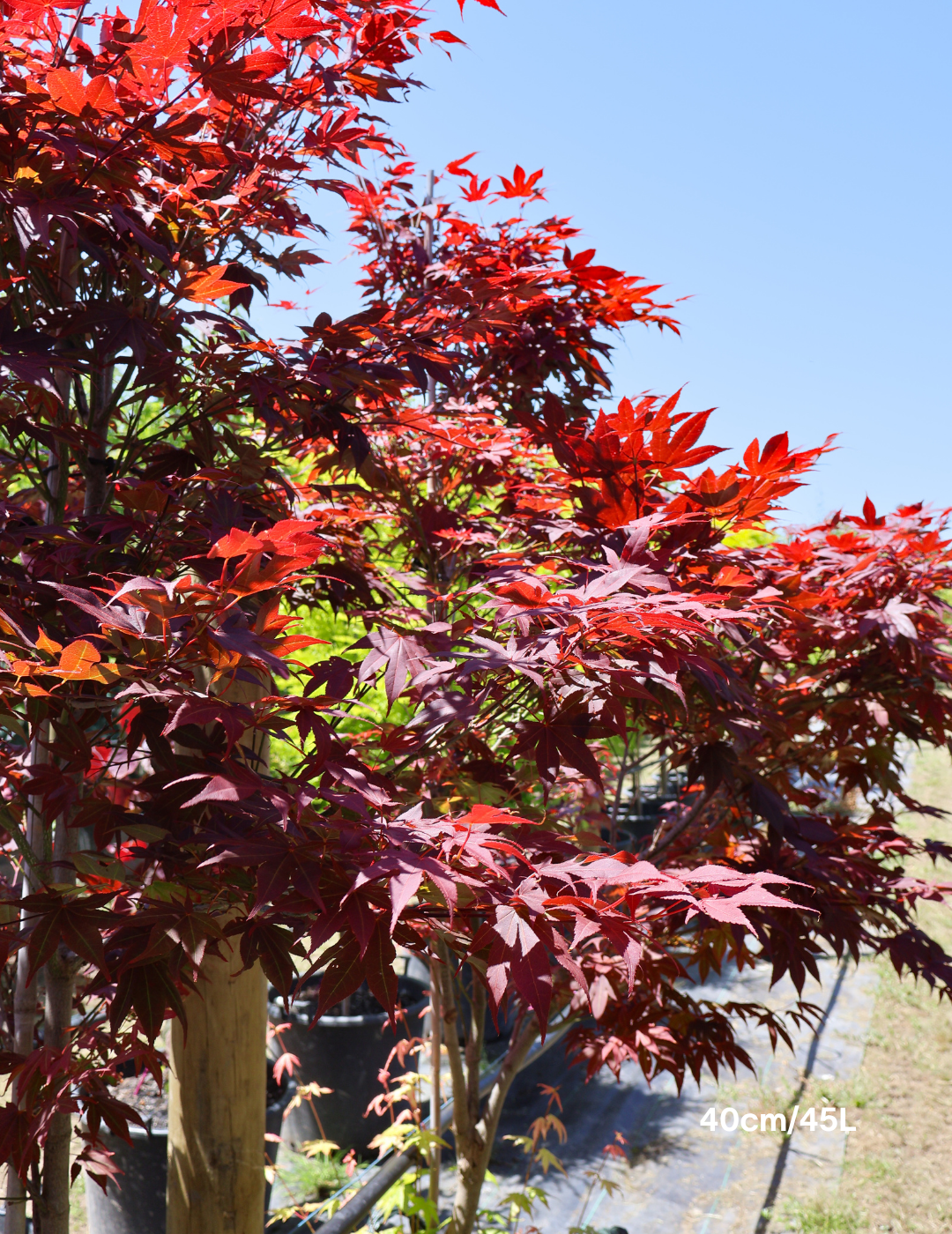 Acer palmatum 'Atropurpureum' - Japanese Maple - Evergreen Trees Direct