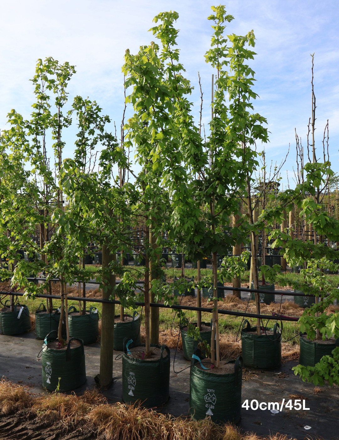 Acer campestre - Field maple - Evergreen Trees Direct
