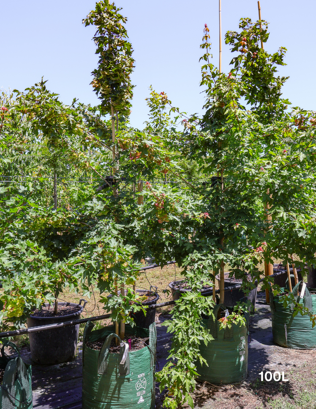 Acer campestre - Field maple - Evergreen Trees Direct