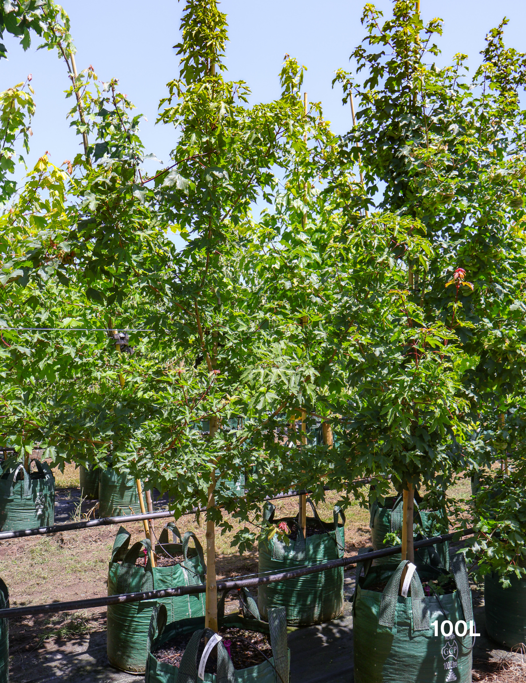 Acer campestre - Field maple - Evergreen Trees Direct