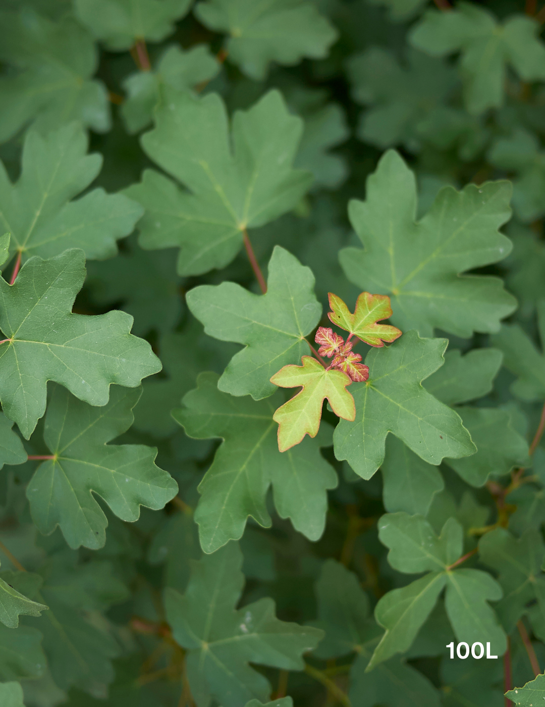 Acer campestre - Field maple - Evergreen Trees Direct