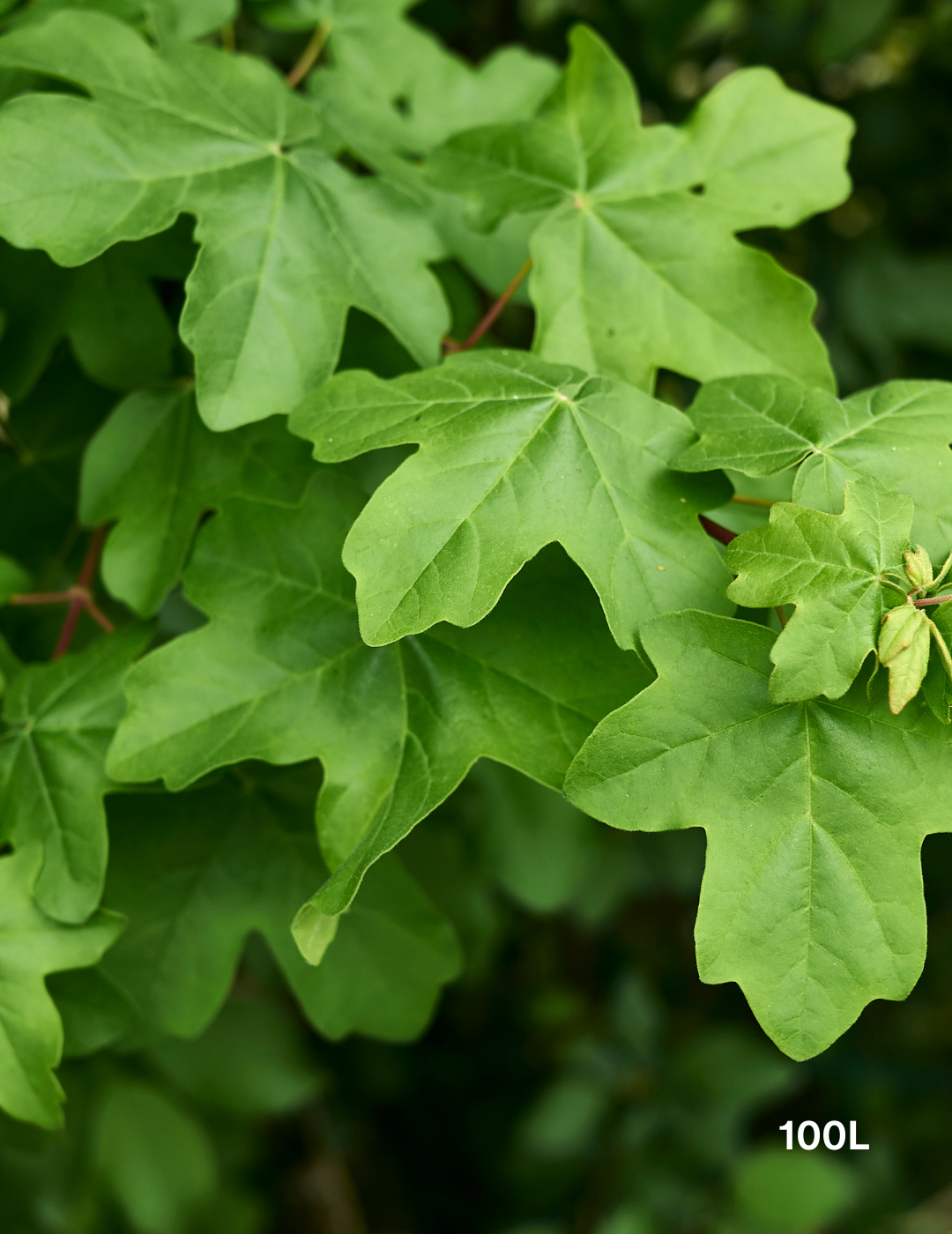 Acer campestre - Field maple - Evergreen Trees Direct