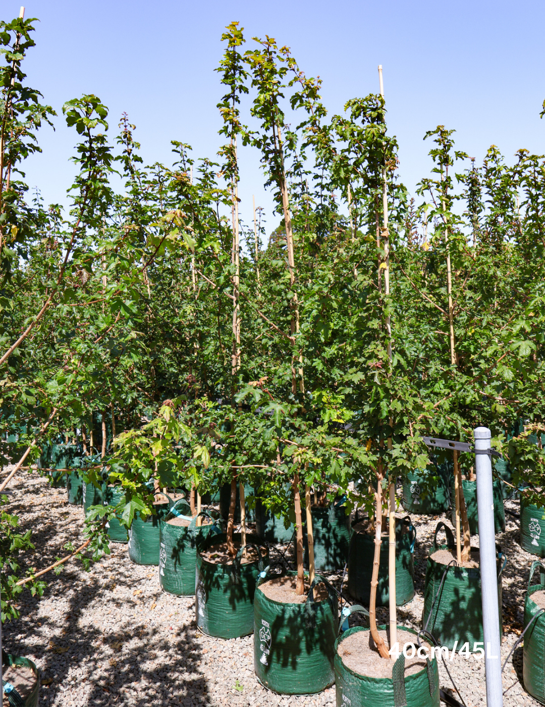 Acer campestre - Field maple - Evergreen Trees Direct