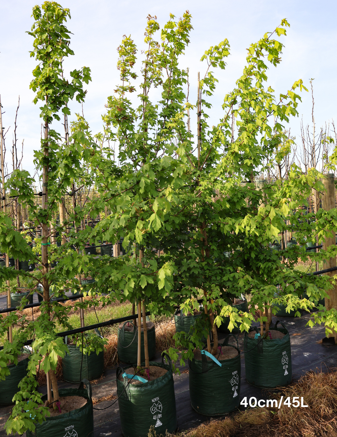 Acer campestre - Field maple - Evergreen Trees Direct