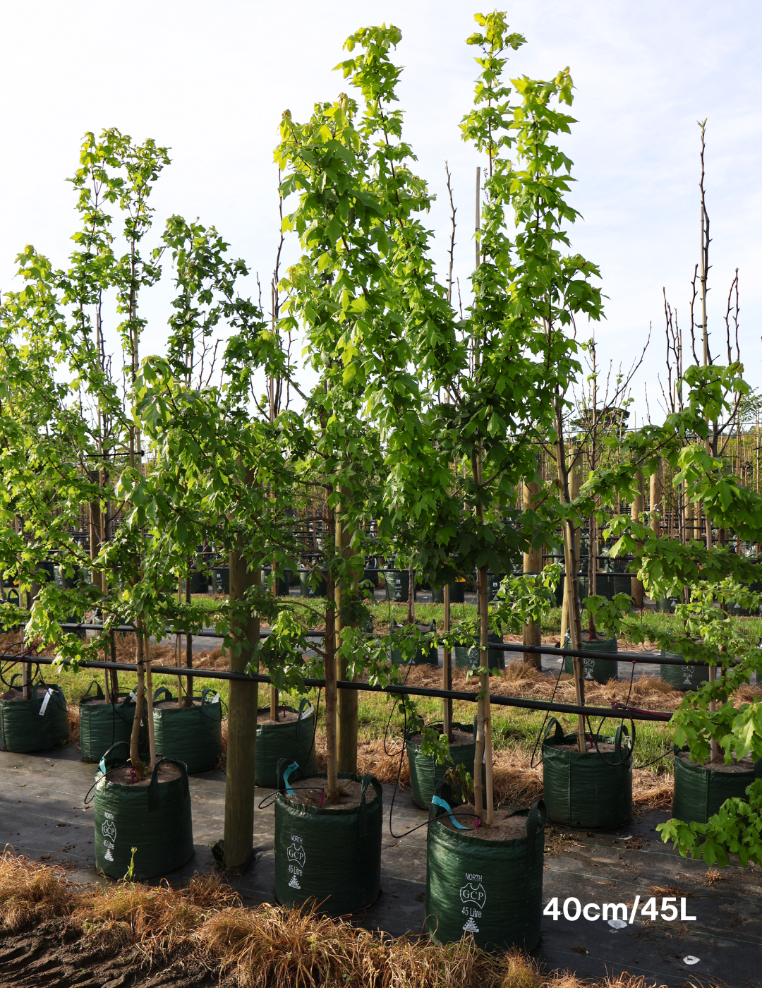 Acer campestre - Field maple - Evergreen Trees Direct