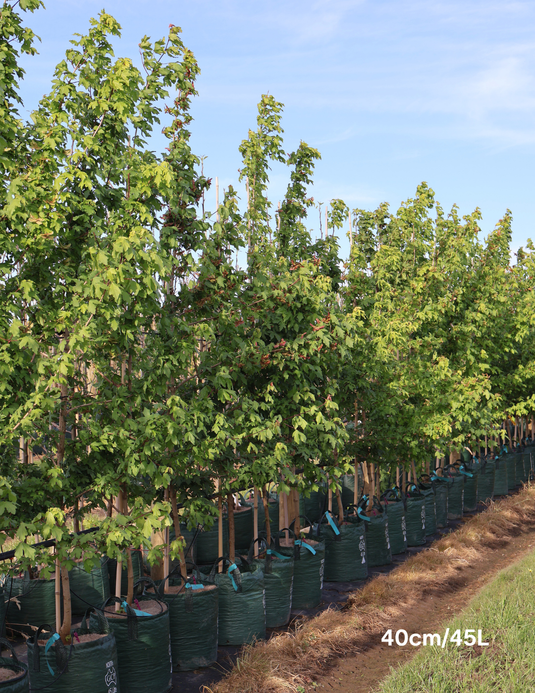 Acer campestre - Field maple - Evergreen Trees Direct
