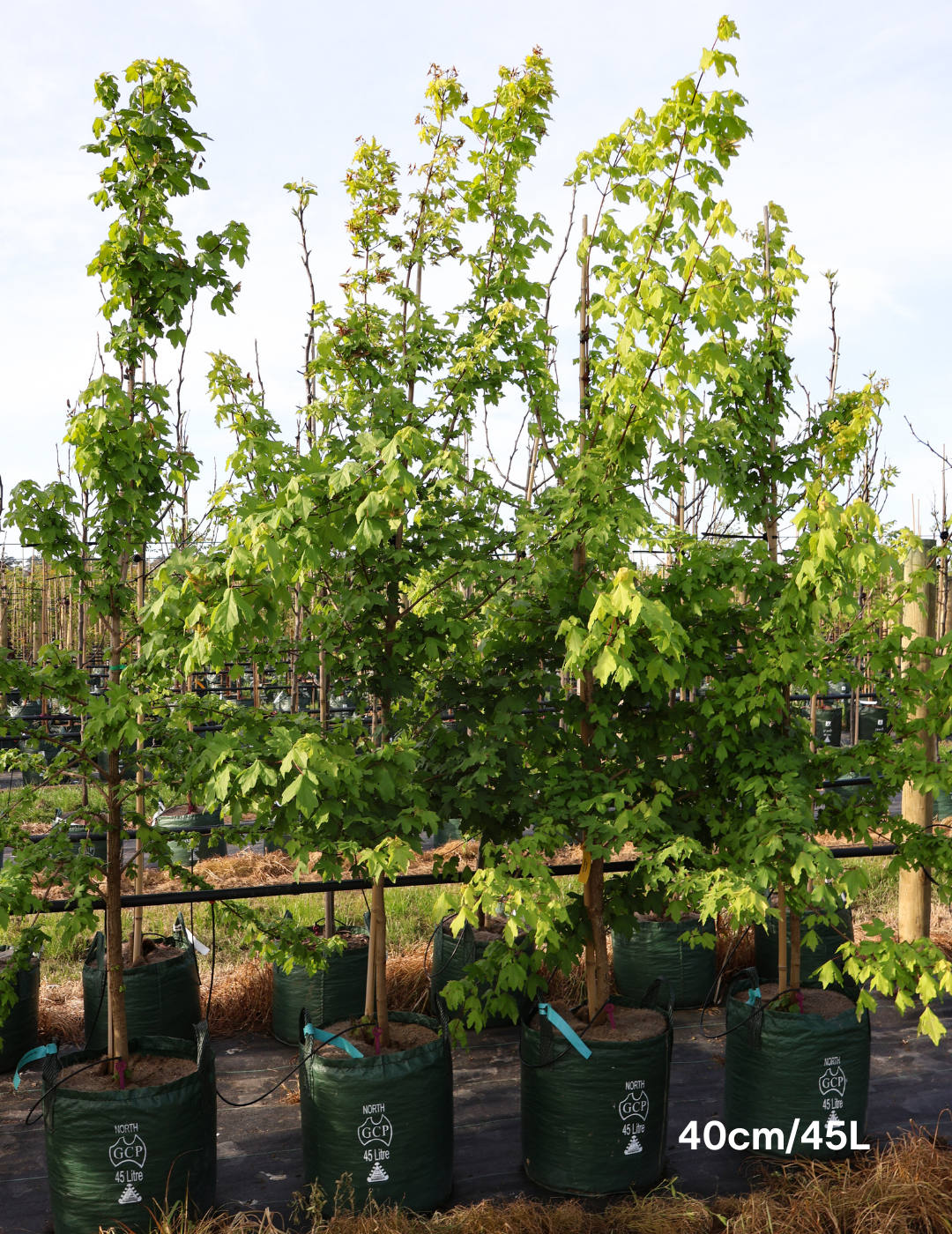 Acer campestre - Field maple - Evergreen Trees Direct