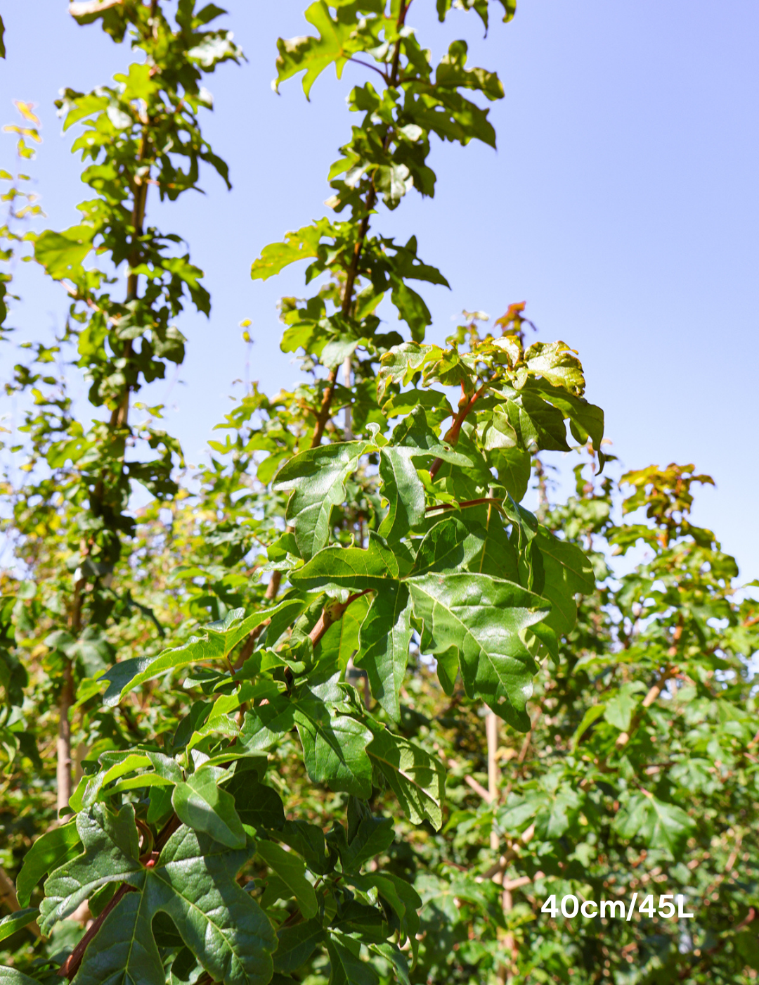 Acer campestre - Field maple - Evergreen Trees Direct