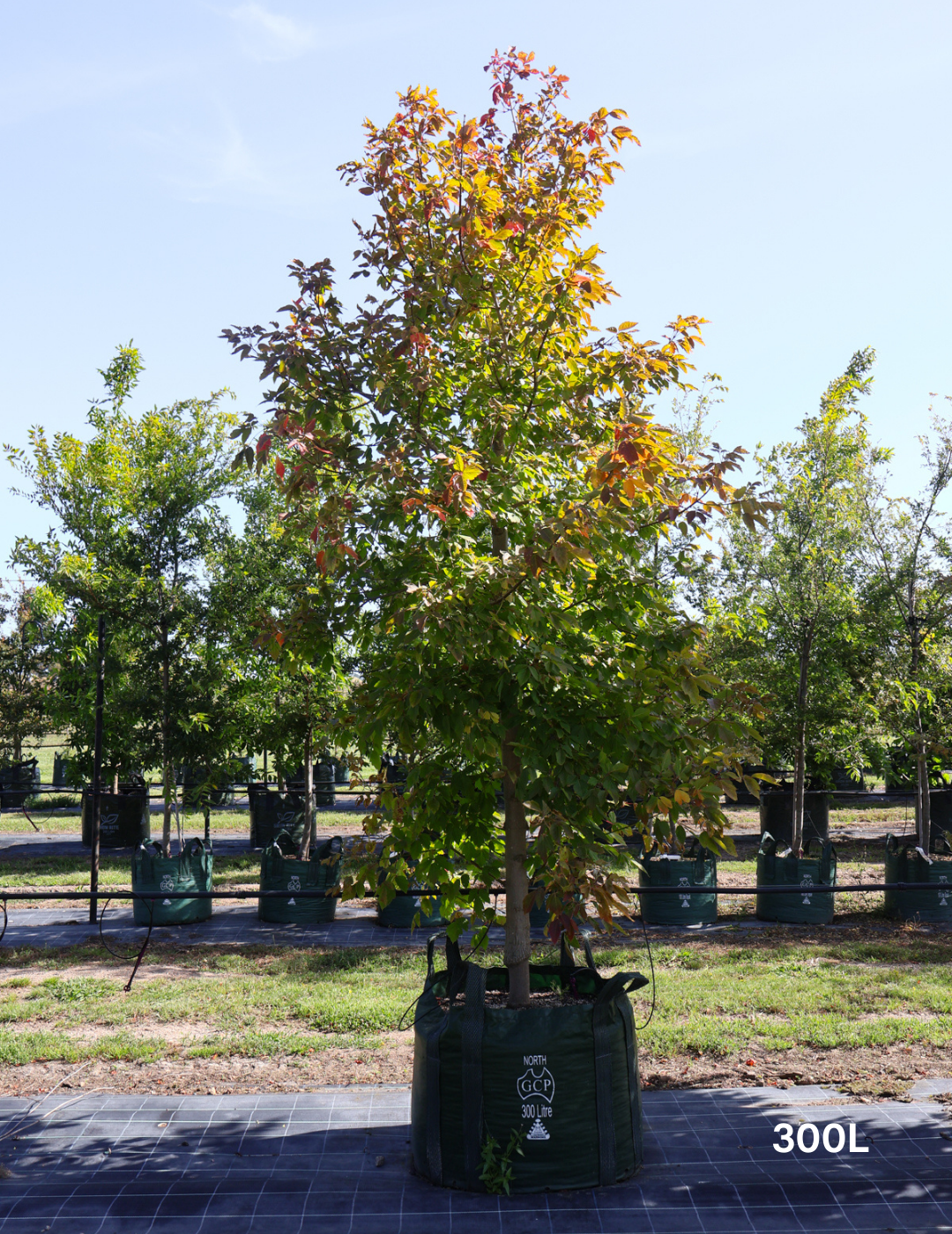 Acer negundo 'Sensation' - Evergreen Trees Direct