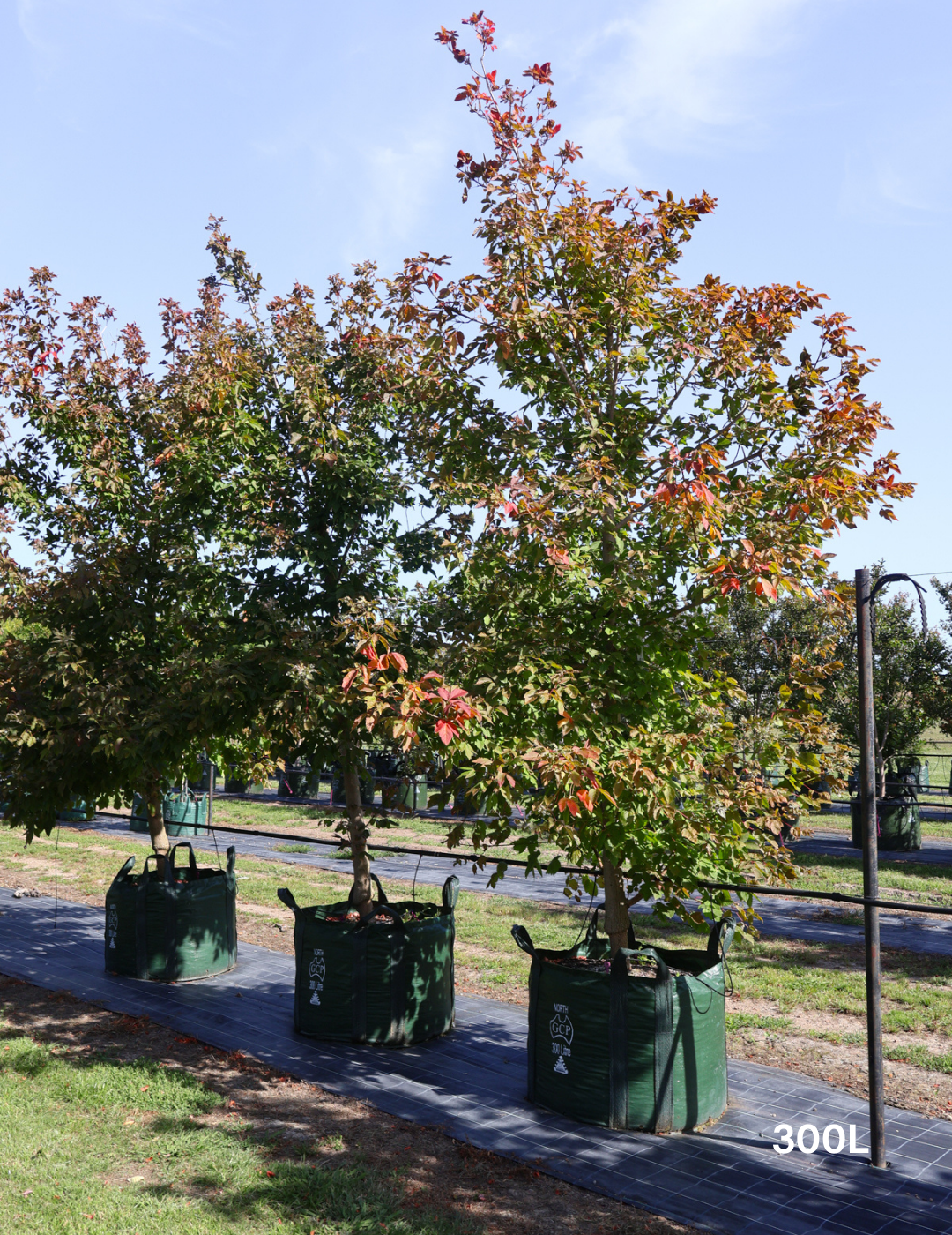 Acer negundo 'Sensation' - Evergreen Trees Direct