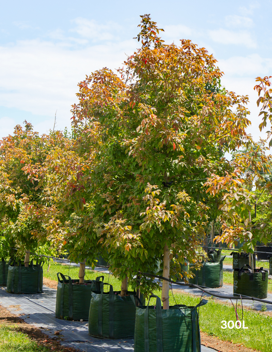 Acer negundo 'Sensation' - Evergreen Trees Direct