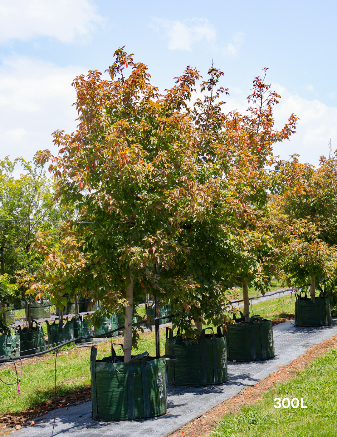 Acer negundo 'Sensation' - Evergreen Trees Direct
