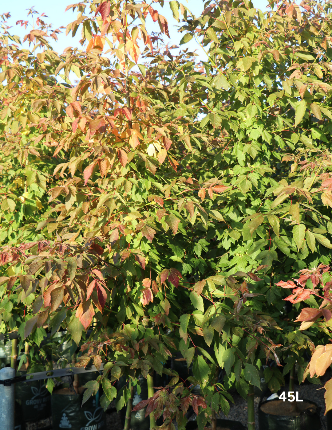 Acer negundo 'Sensation' - Evergreen Trees Direct