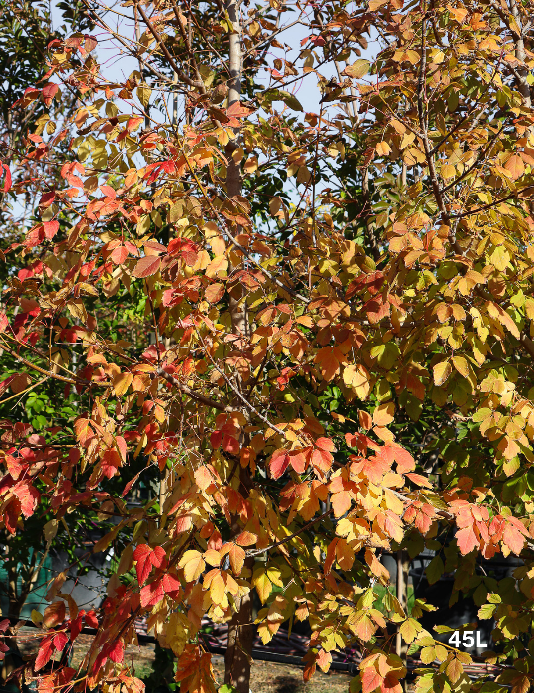 Acer negundo 'Sensation' - Evergreen Trees Direct