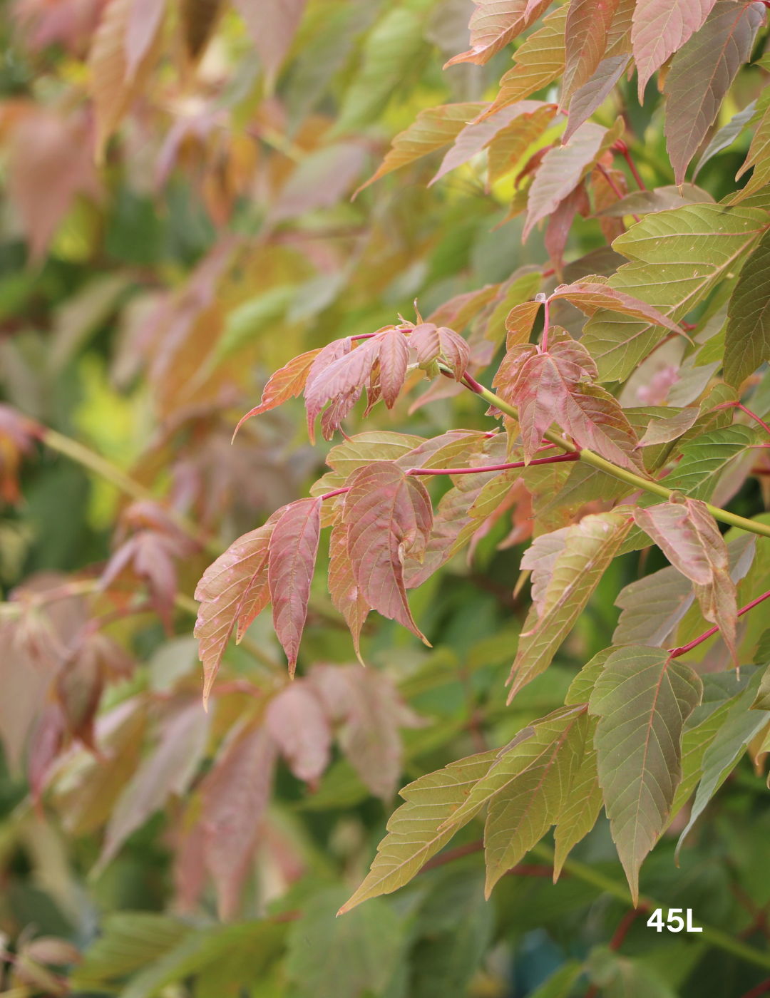Acer negundo 'Sensation' - Evergreen Trees Direct