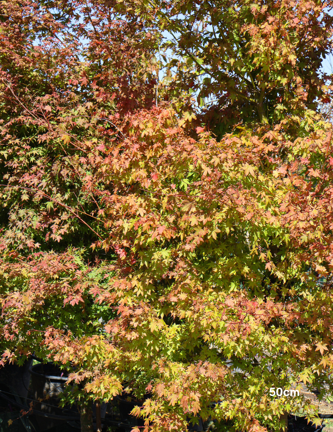 Acer palmatum - Japanese Maple - Evergreen Trees Direct