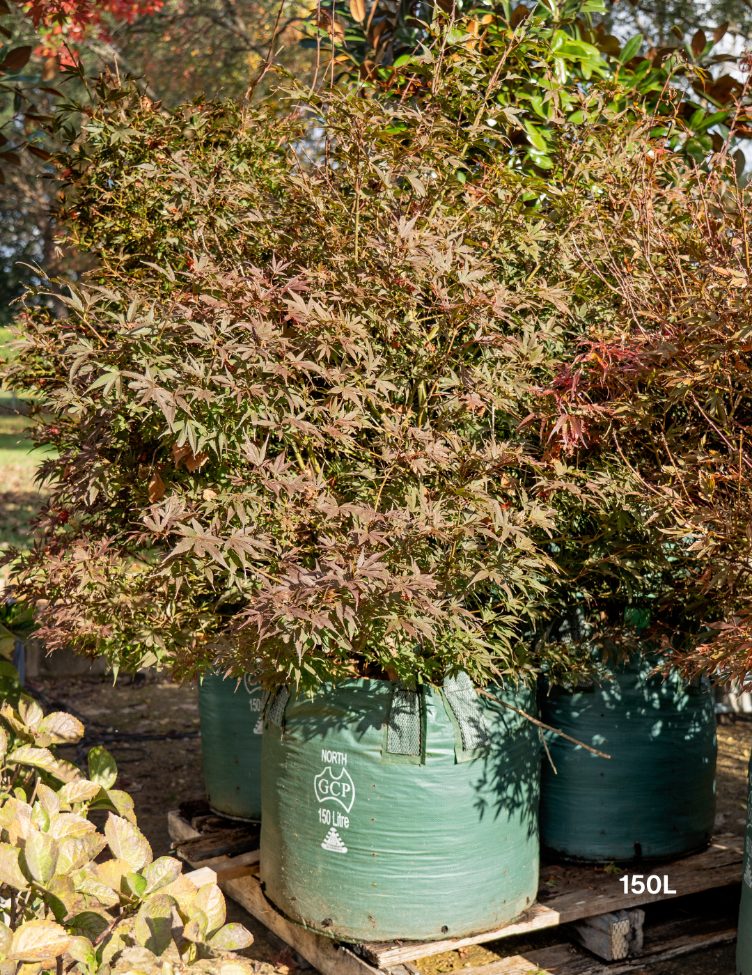Acer palmatum ‘Shaina’ – Shaina Japanese Maple