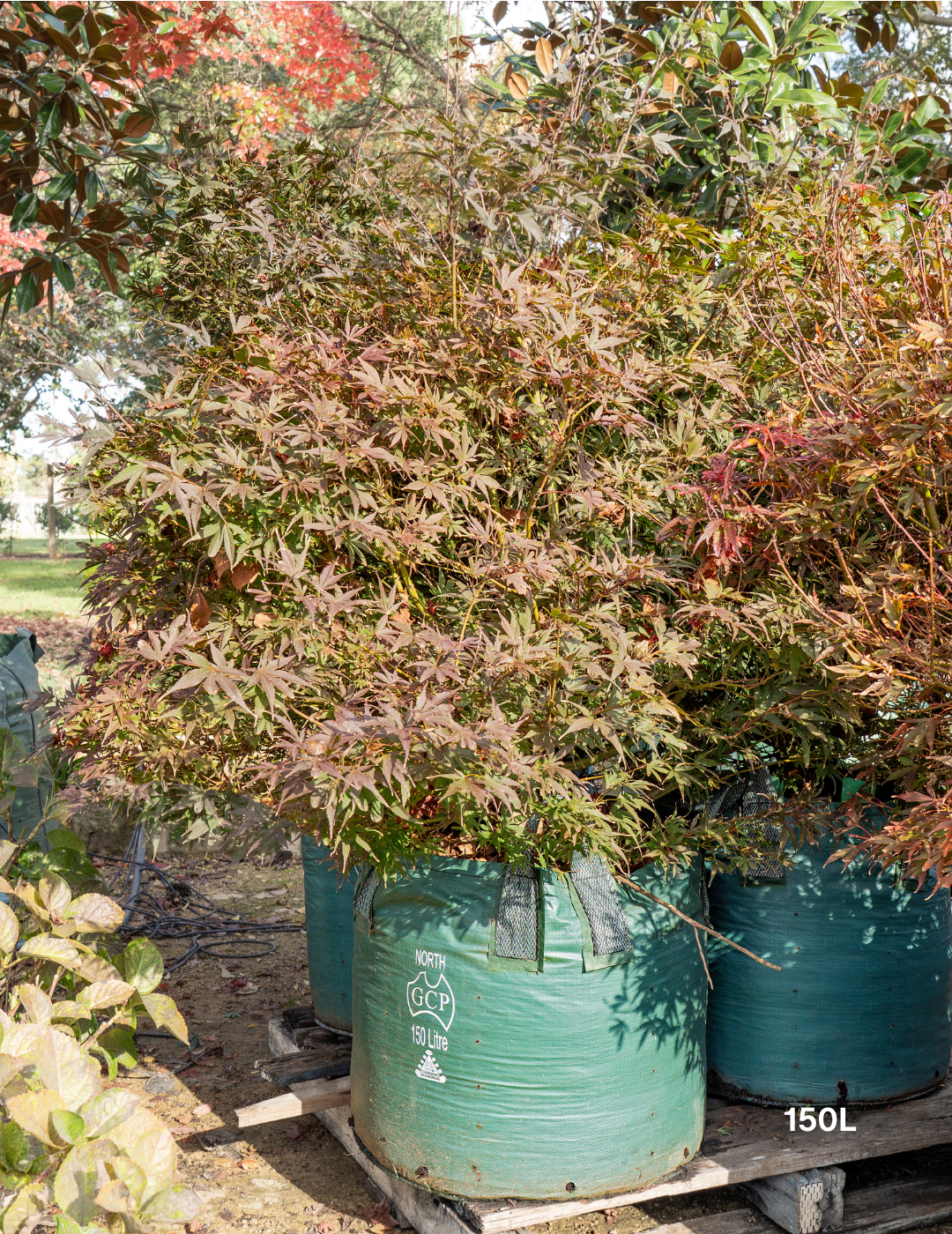 Acer palmatum ‘Shaina’ – Shaina Japanese Maple
