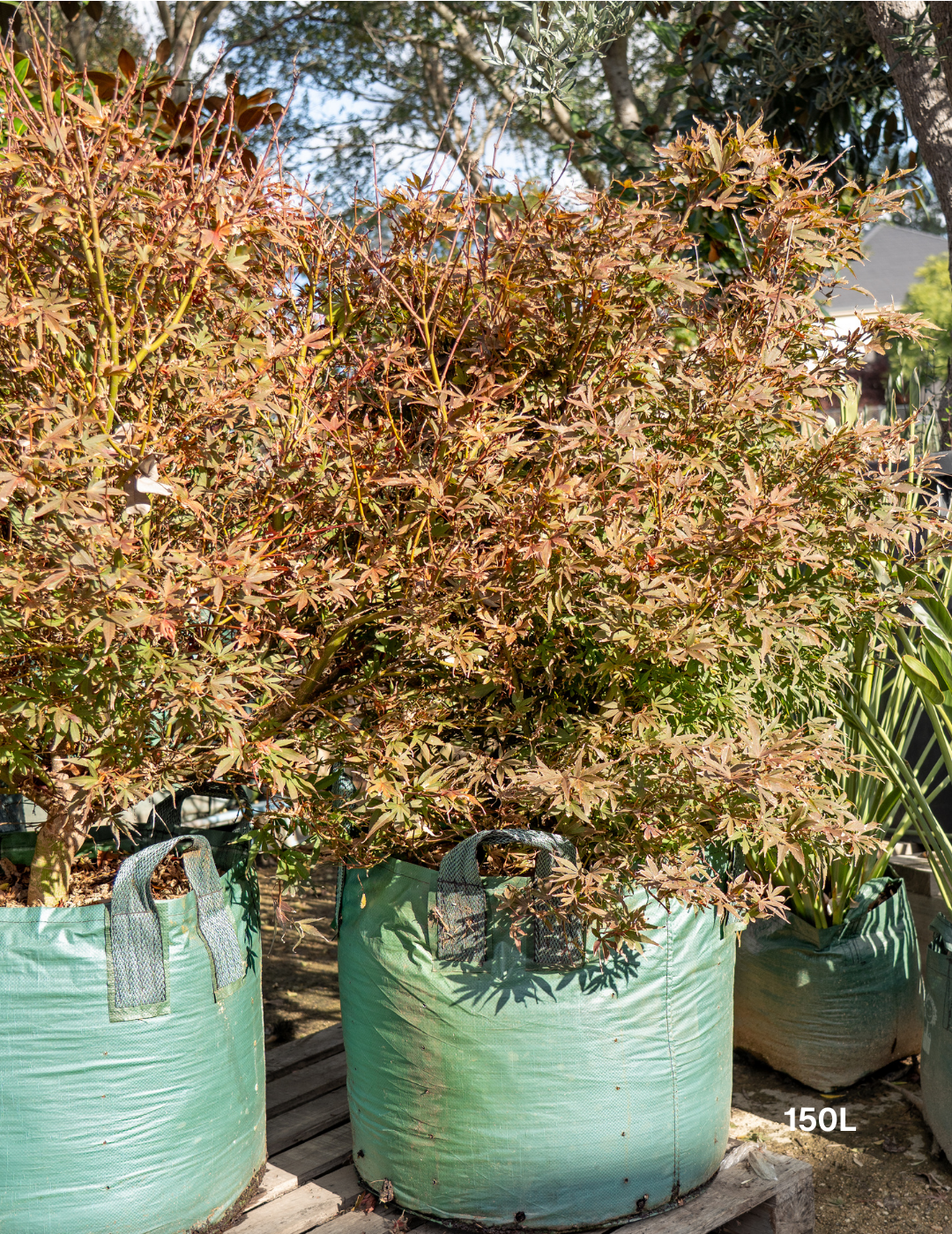 Acer palmatum ‘Shaina’ – Shaina Japanese Maple