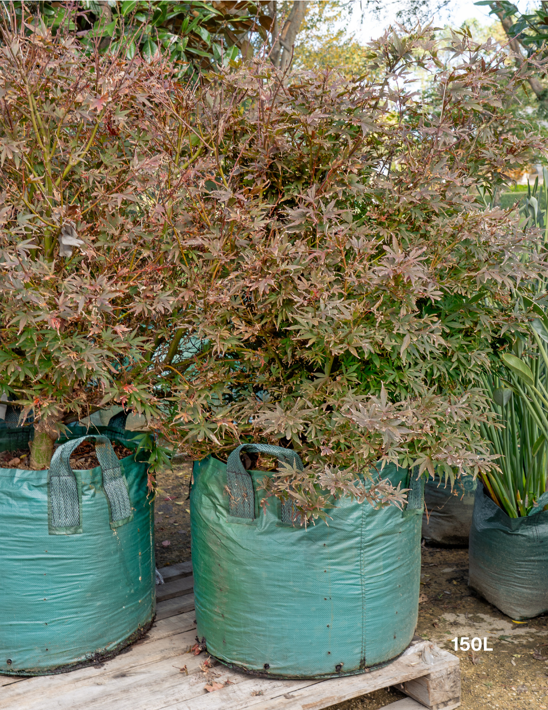 Acer palmatum ‘Shaina’ – Shaina Japanese Maple