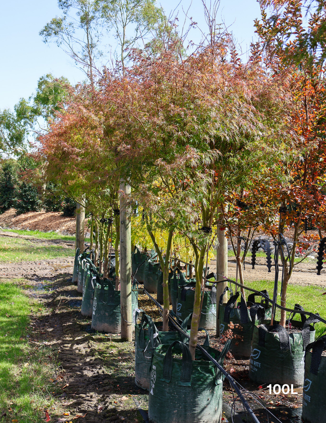 Acer palmatum dissectum 'Seiryu' (Japanese Maple) - Evergreen Trees Direct